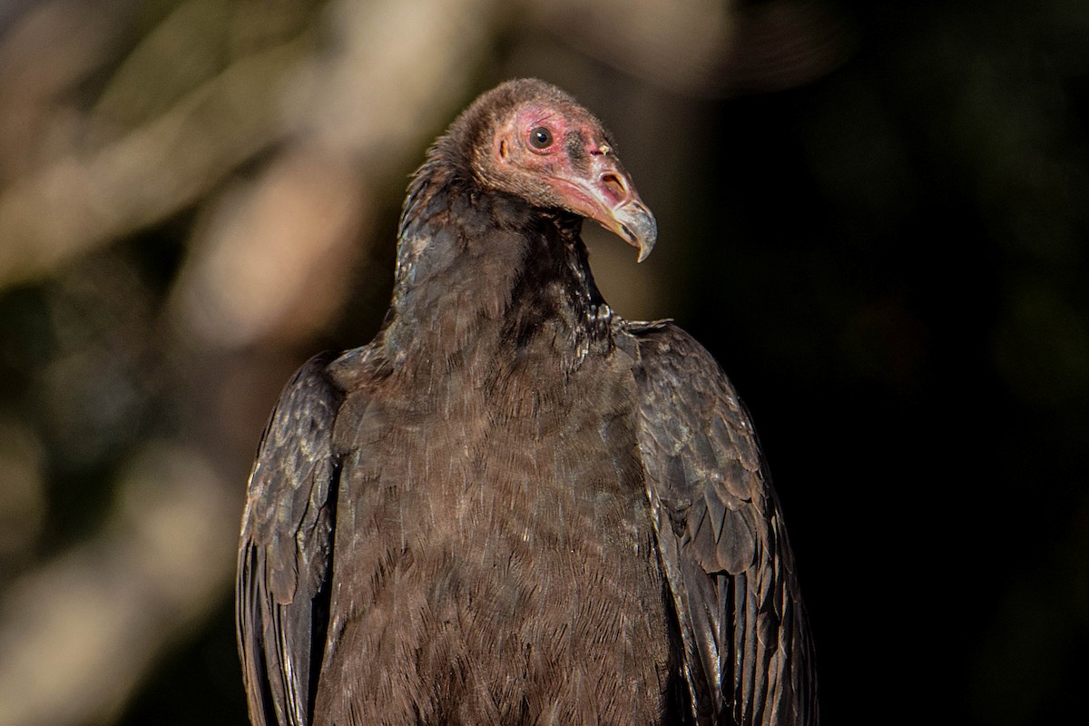 Turkey Vulture - Tamara Catalán Bermudez