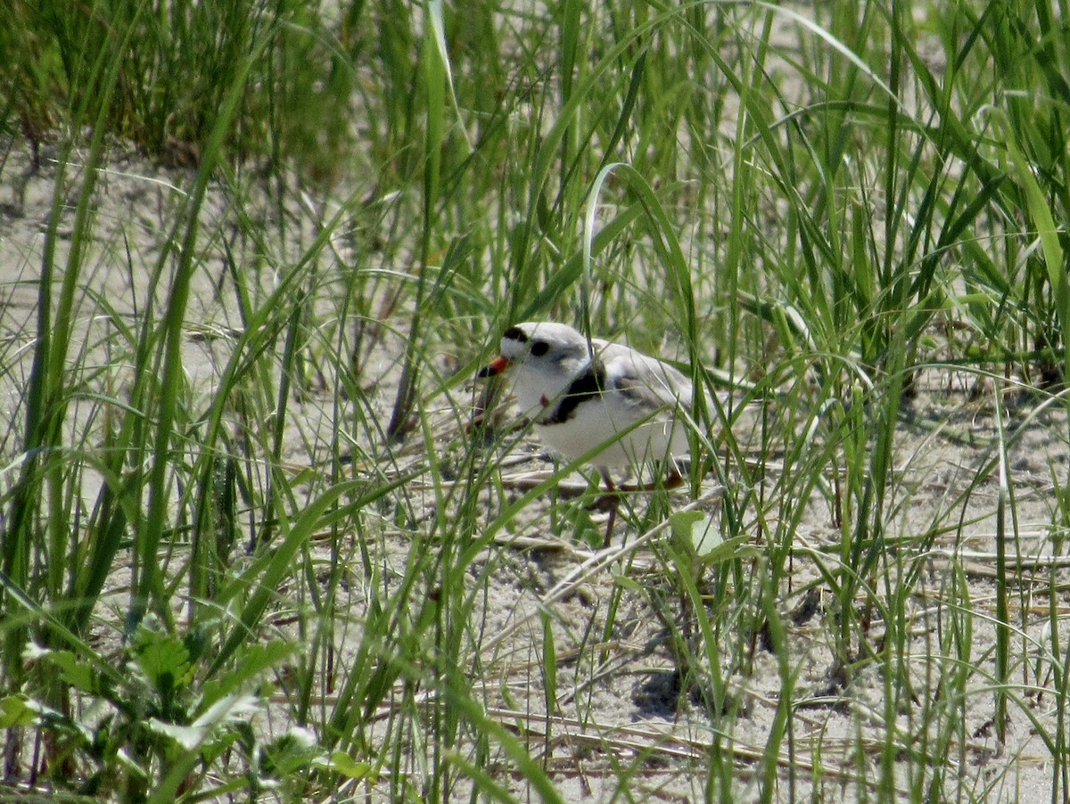 Piping Plover - ML346210551