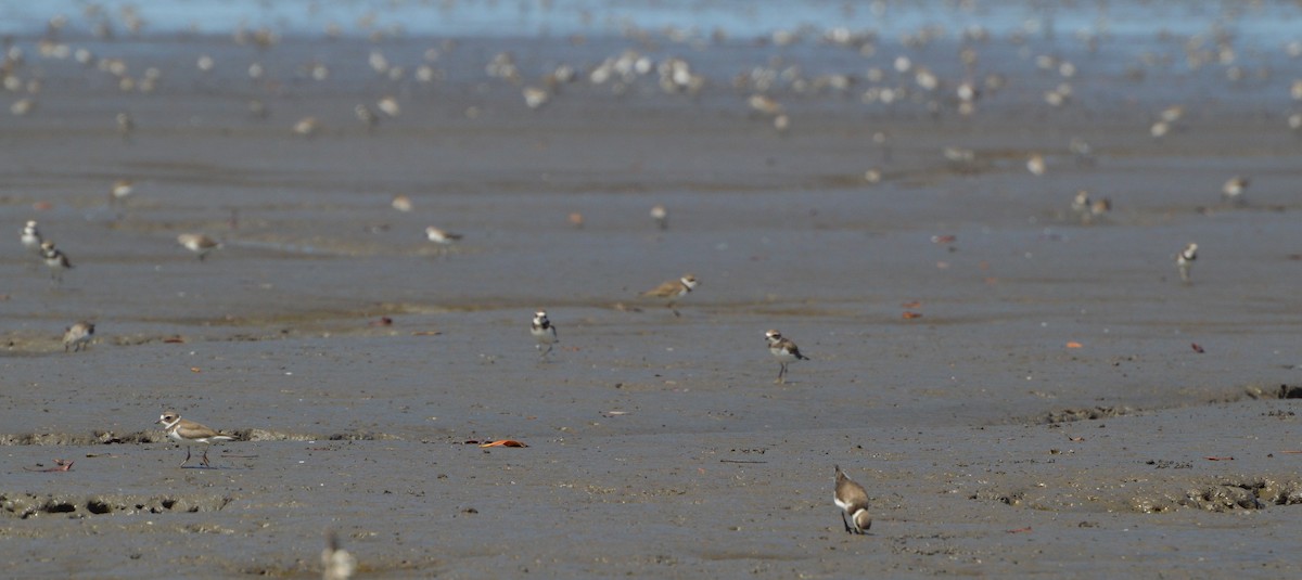 Semipalmated Plover - ML34621411