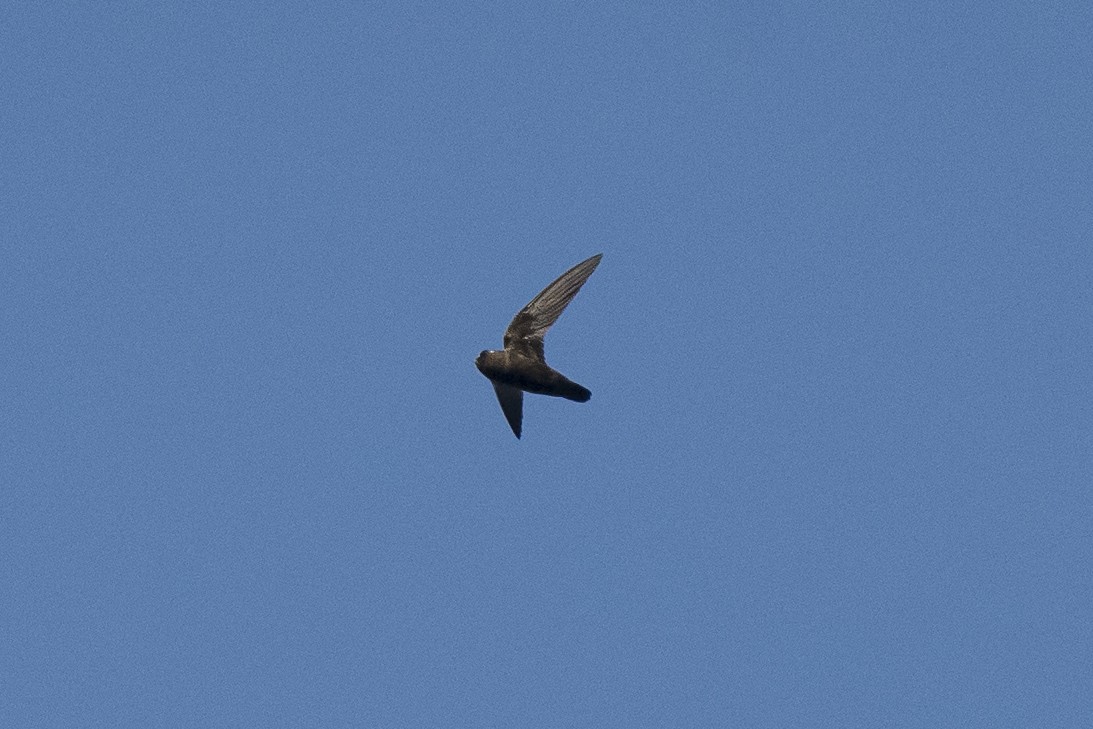 Spot-fronted Swift - ML346217191