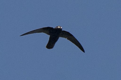 Spot-fronted Swift - ML346217881