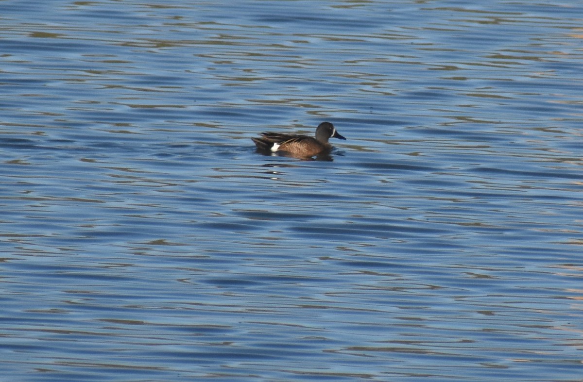 Blue-winged Teal - ML346218181