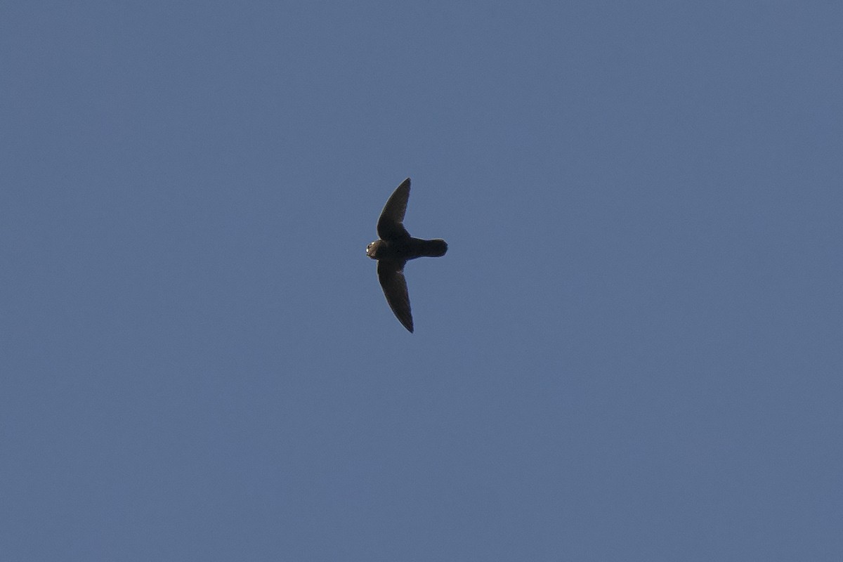 Spot-fronted Swift - ML346218551