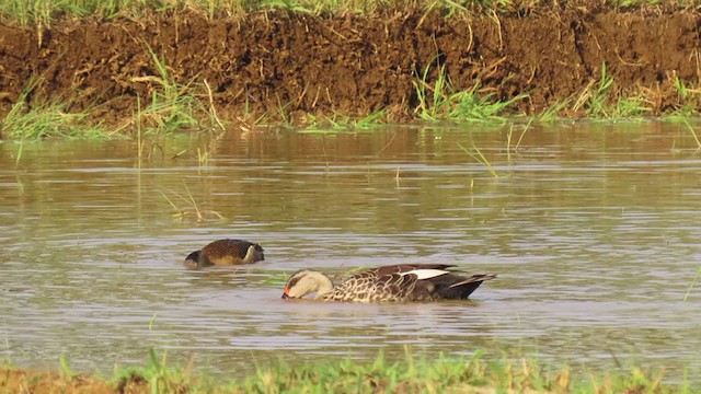 Indian Spot-billed Duck - ML346223851