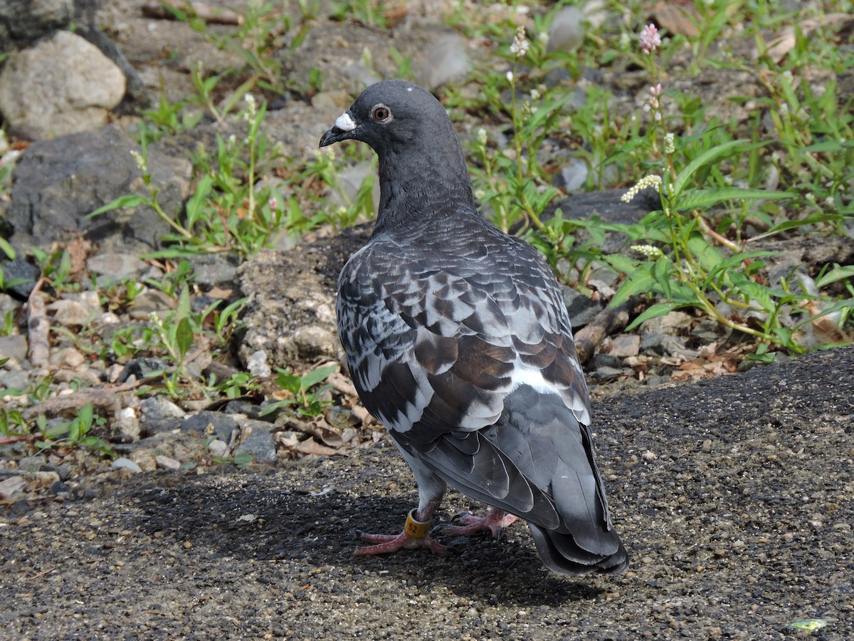 Rock Pigeon (Feral Pigeon) - Bill Lee