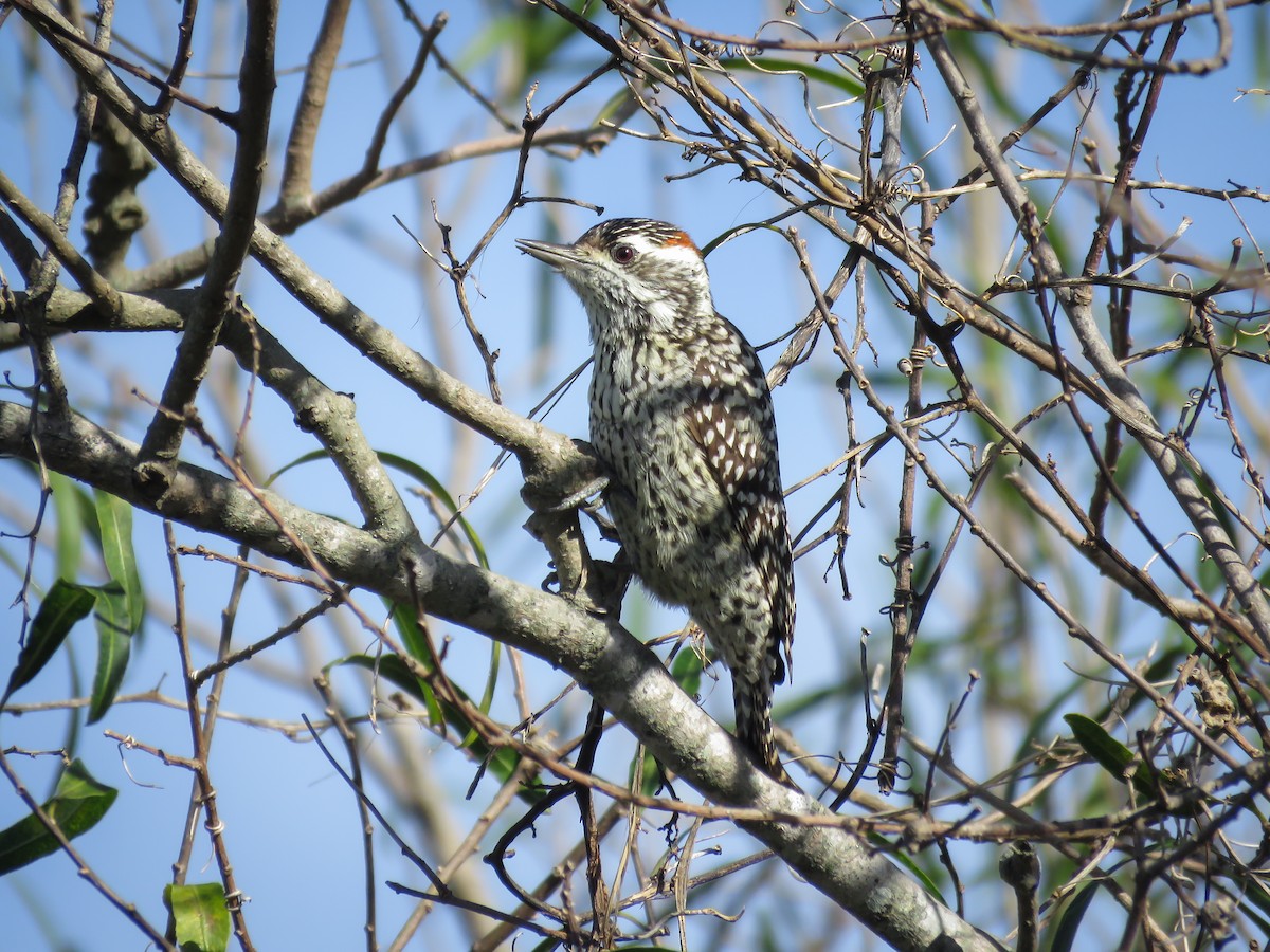 Checkered Woodpecker - Arthur Gomes