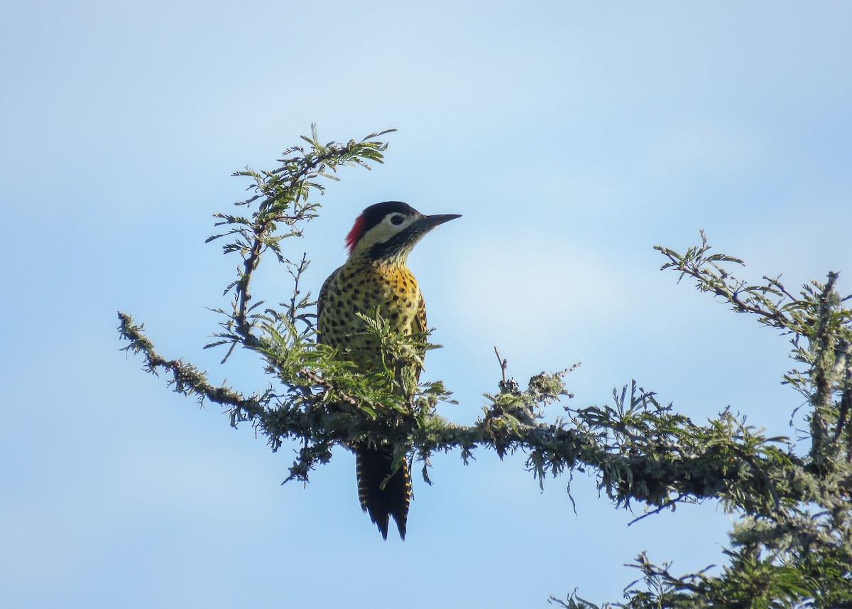 Green-barred Woodpecker (Golden-breasted) - Arthur Gomes
