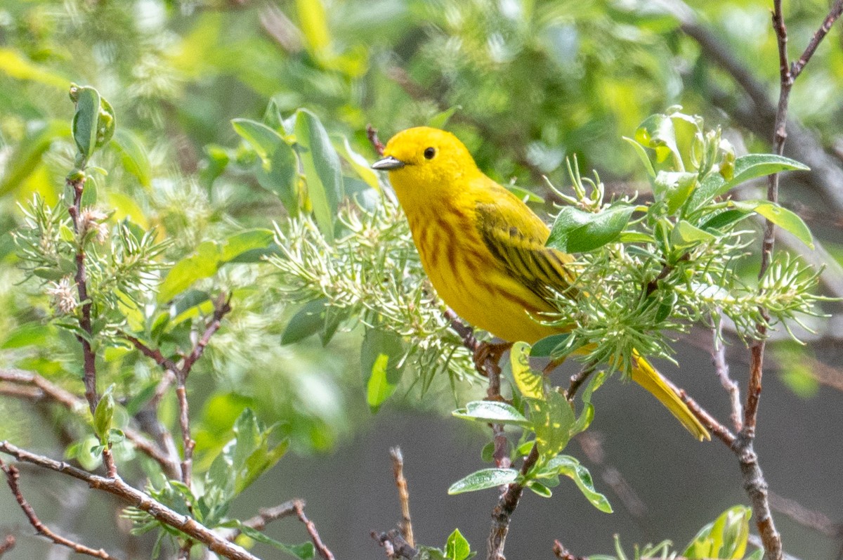 Yellow Warbler - Robb Bell