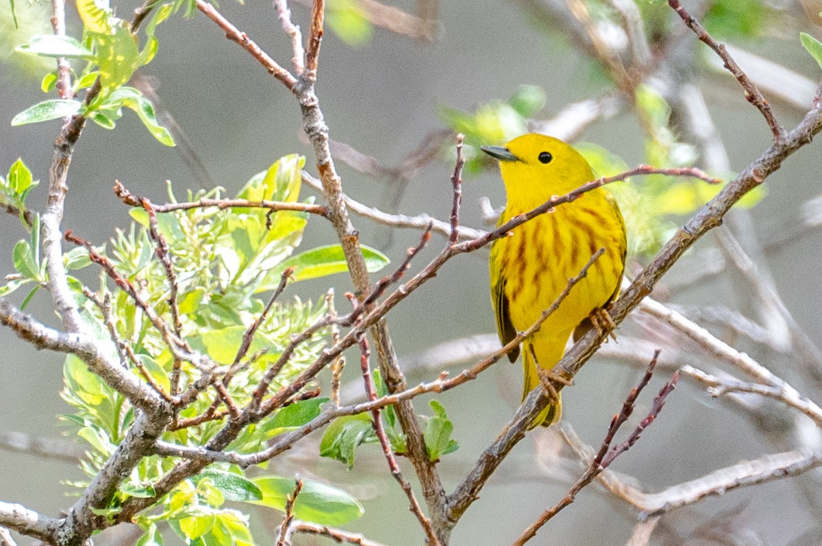 Yellow Warbler - Robb Bell