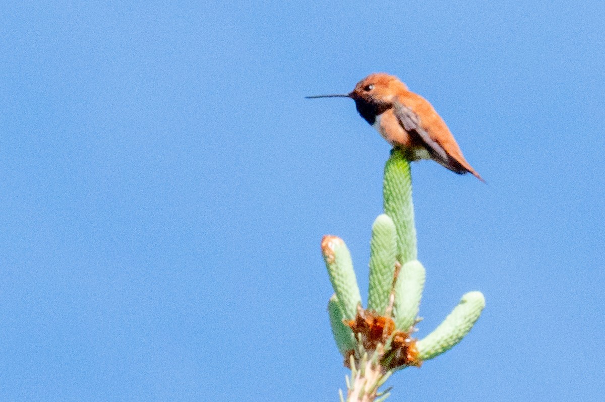 Rufous Hummingbird - Robb Bell
