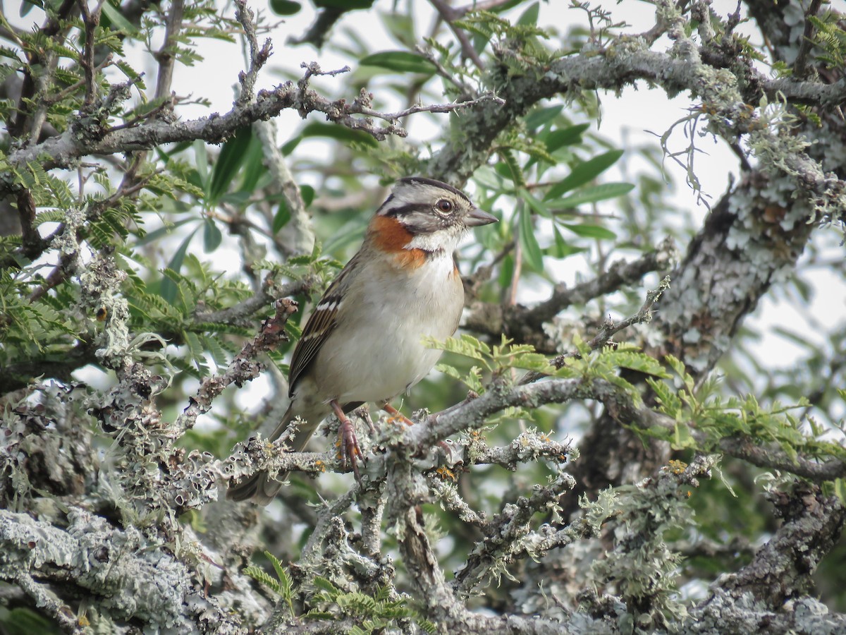 Rufous-collared Sparrow (Rufous-collared) - Arthur Gomes