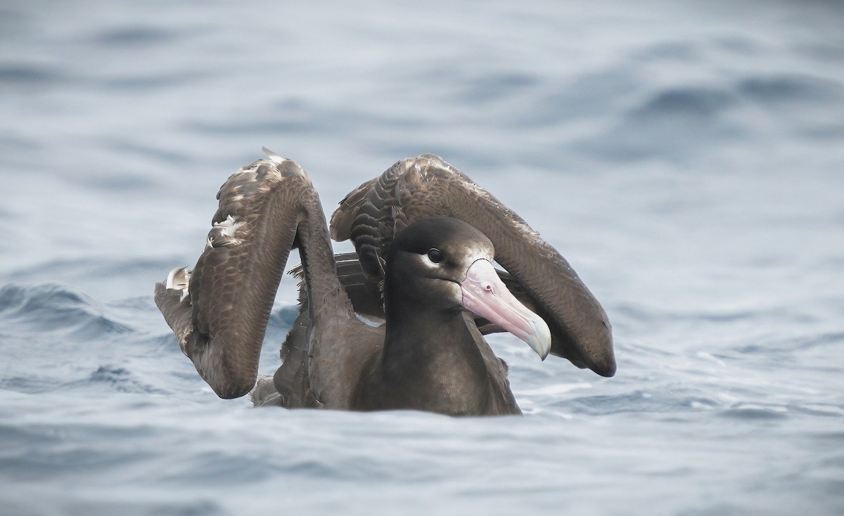 Short-tailed Albatross - Anonymous