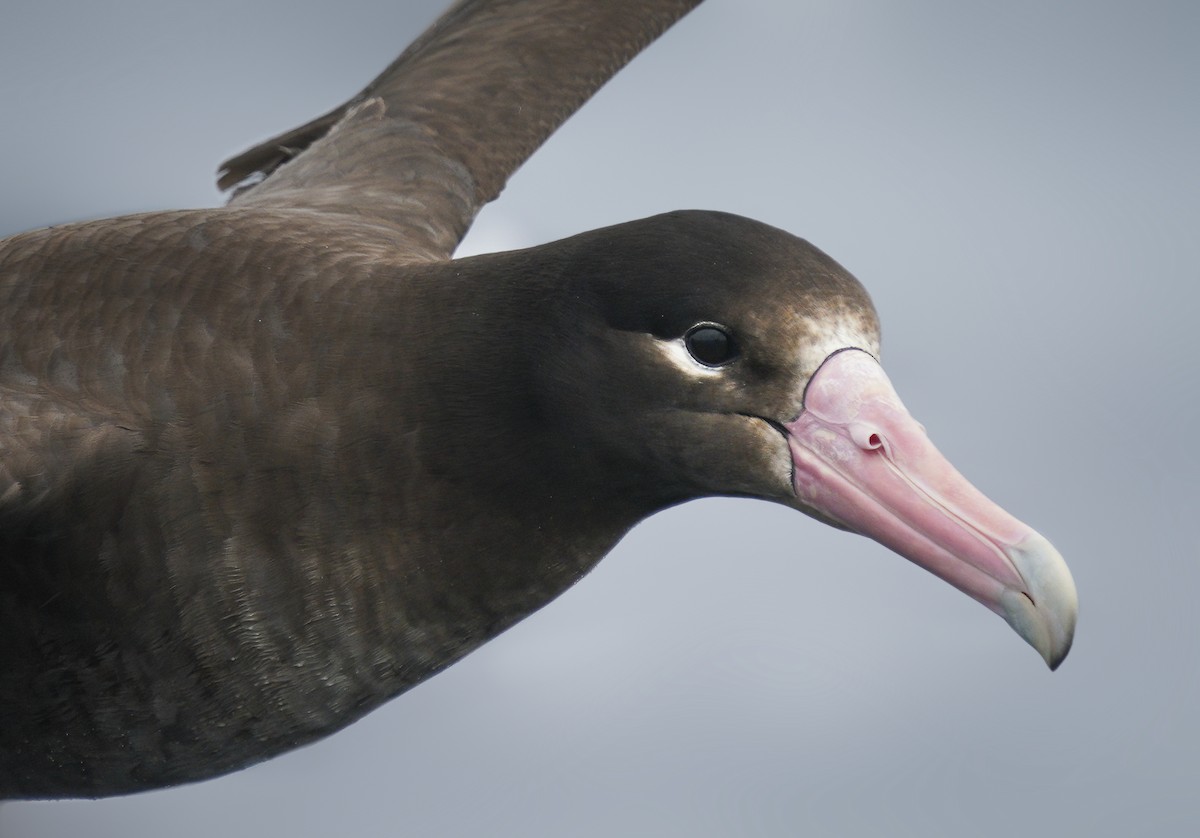 Short-tailed Albatross - Anonymous