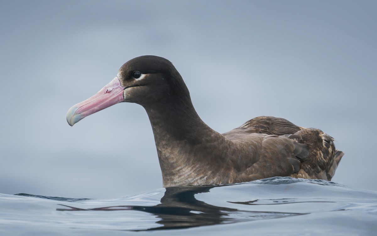 Short-tailed Albatross - ML346232011