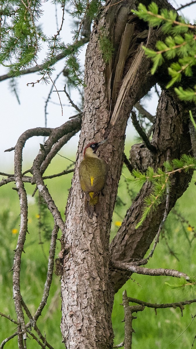 Eurasian Green Woodpecker - ML346232031