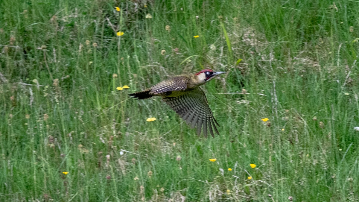Eurasian Green Woodpecker - ML346232081
