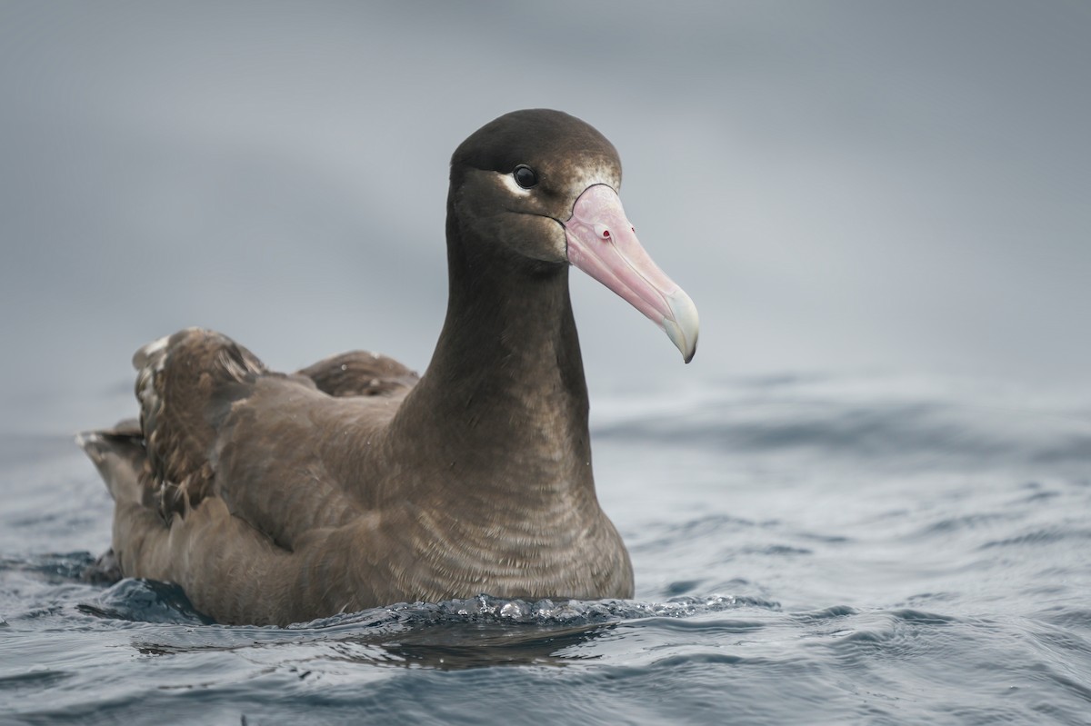 Short-tailed Albatross - ML346232491
