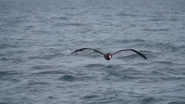 Albatros à queue courte - ML346232721
