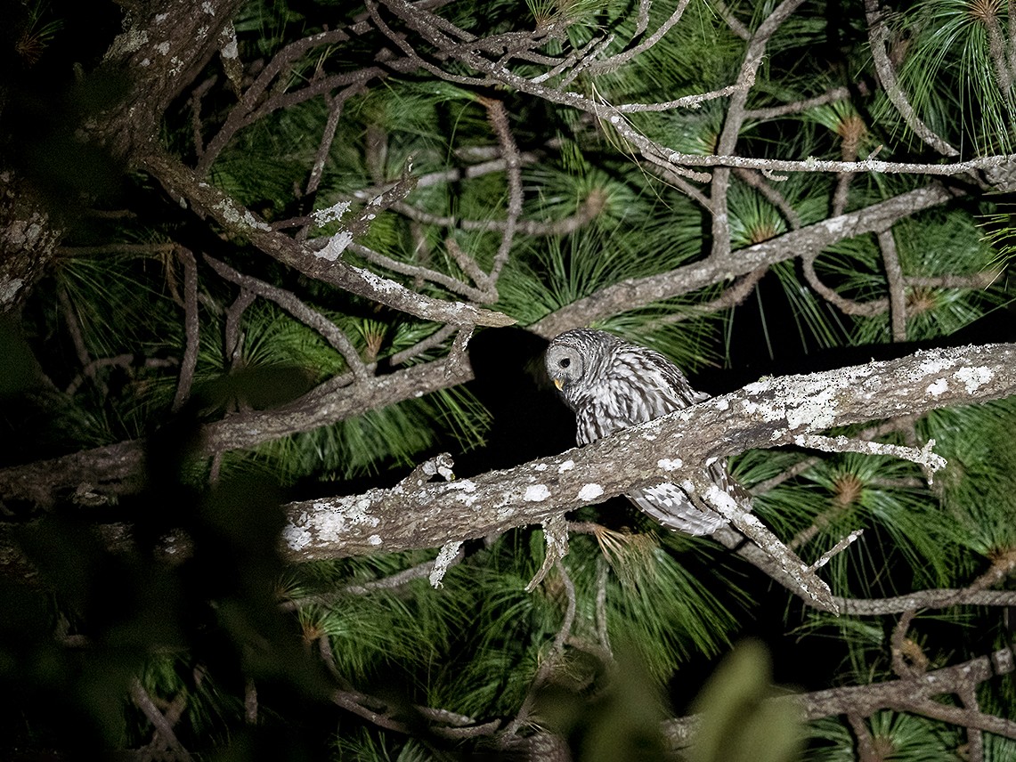 Cinereous Owl - Daniel  Garza Tobón