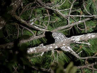 メキシコフクロウ - eBird