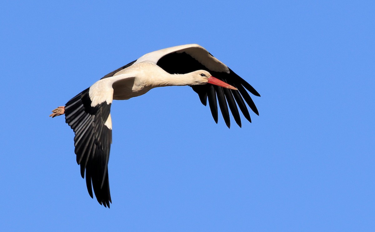 White Stork - ML346244461