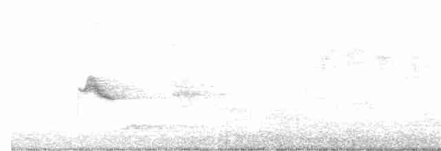 drozd šedolící/newfoundlandský - ML346245651