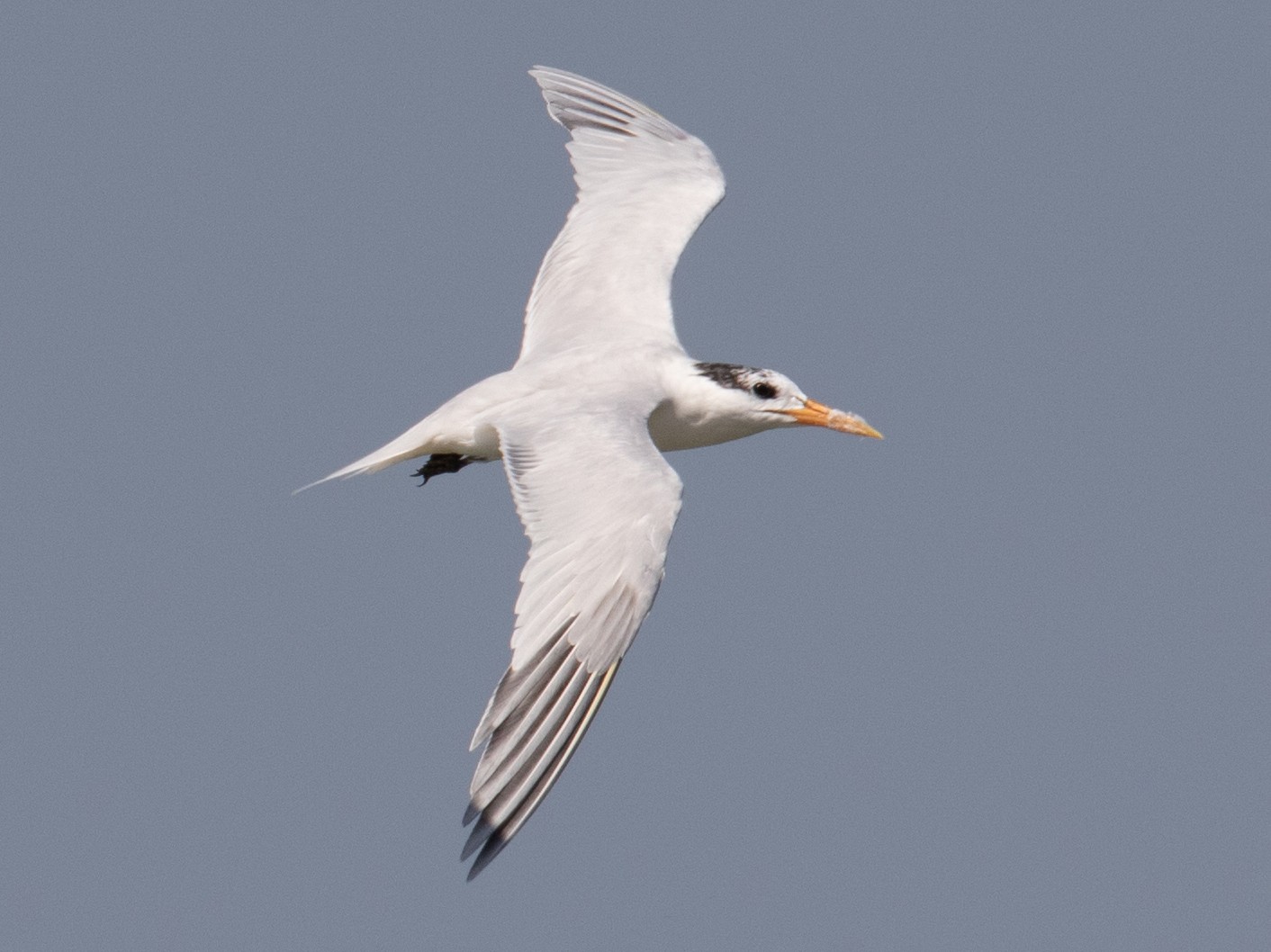 West African Crested Tern - James Kennerley 🦖