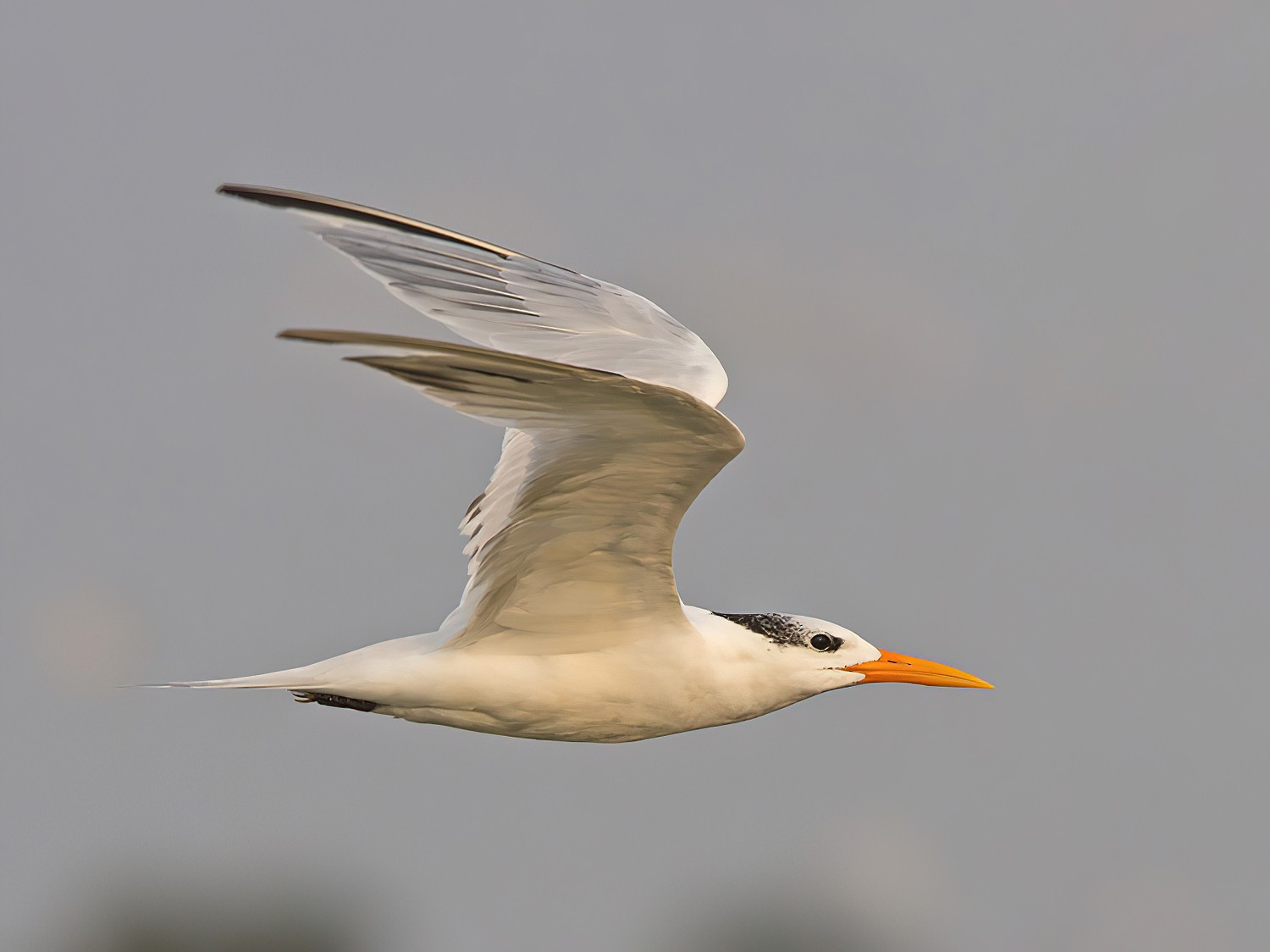 West African Crested Tern - Niall D Perrins