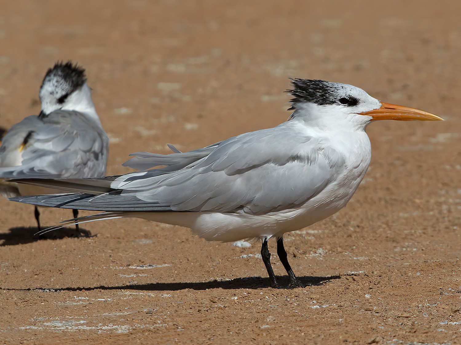 West African Crested Tern - Lars Petersson