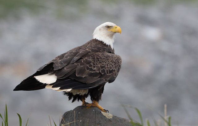 Definitive basic plumage resting (subspecies&nbsp;<em>washingtoniensis</em>). - Bald Eagle - 