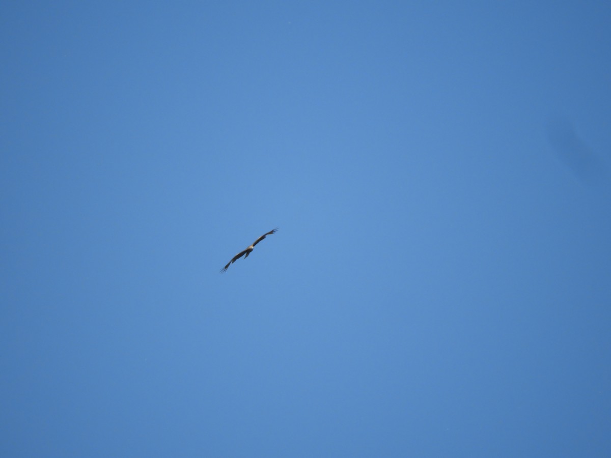 Black Kite - ML346254511
