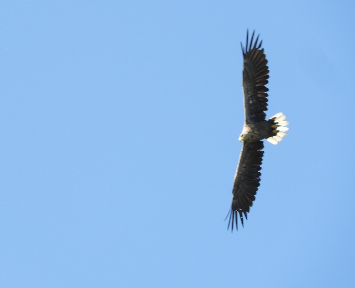 White-tailed Eagle - ML346255021