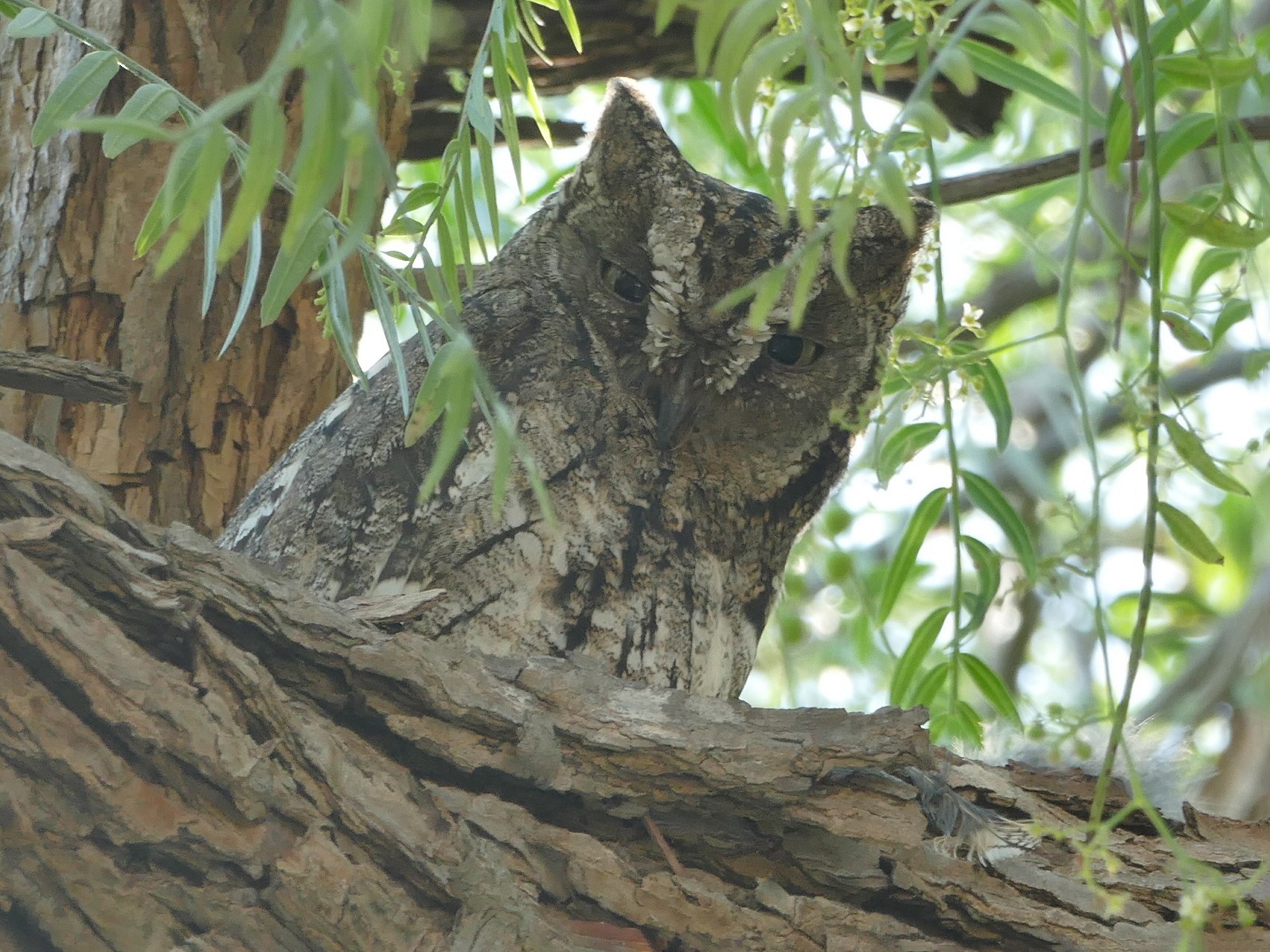 Cyprus Scops-Owl - Colin Richardson
