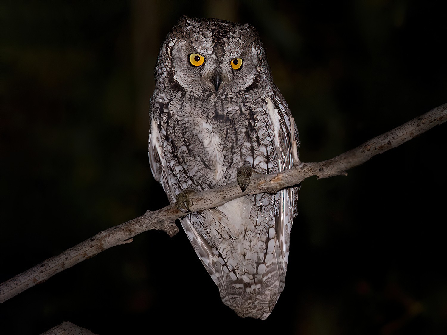 Cyprus Scops-Owl - eBird