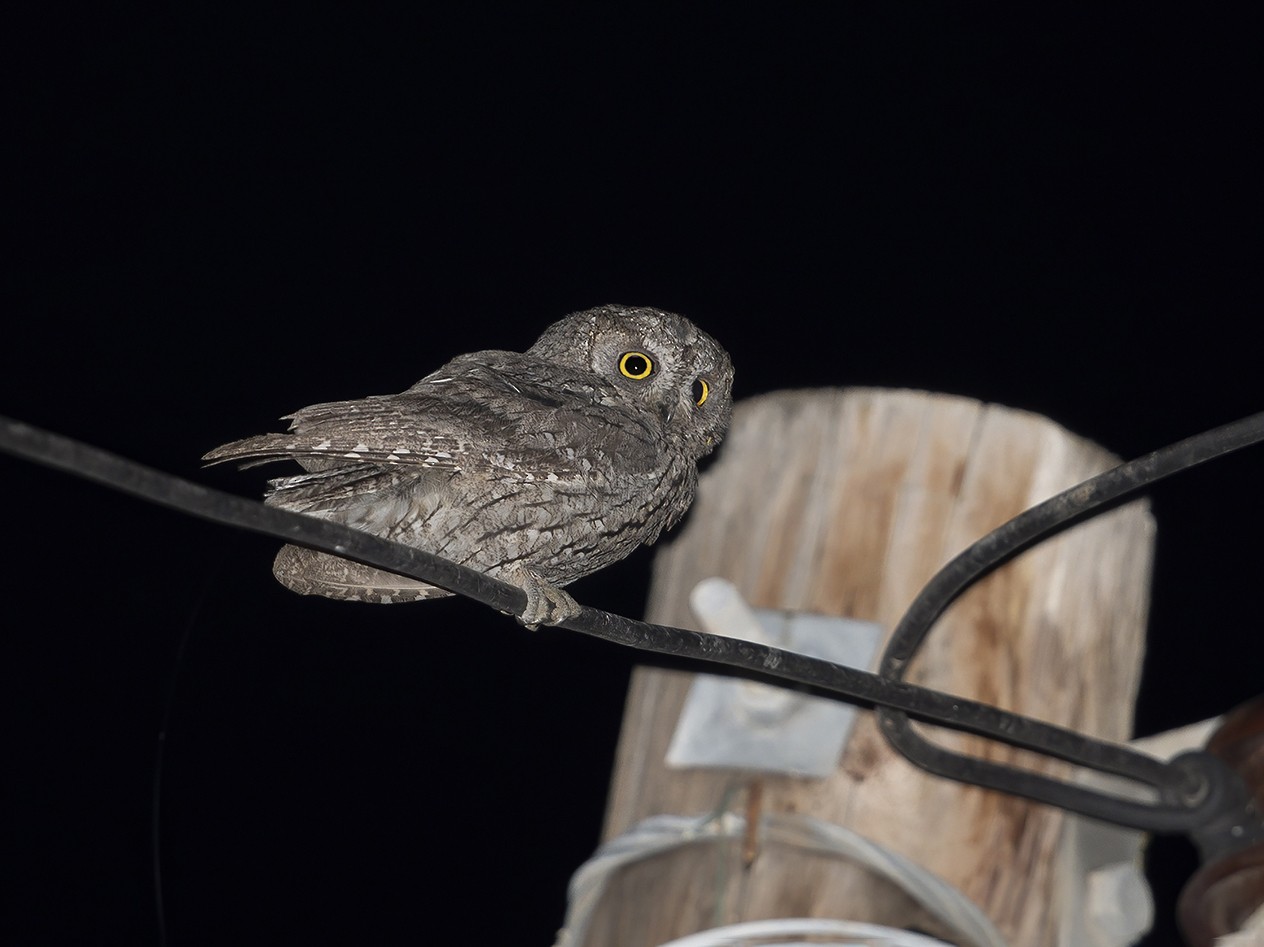 Cyprus Scops-Owl - Marco Valentini
