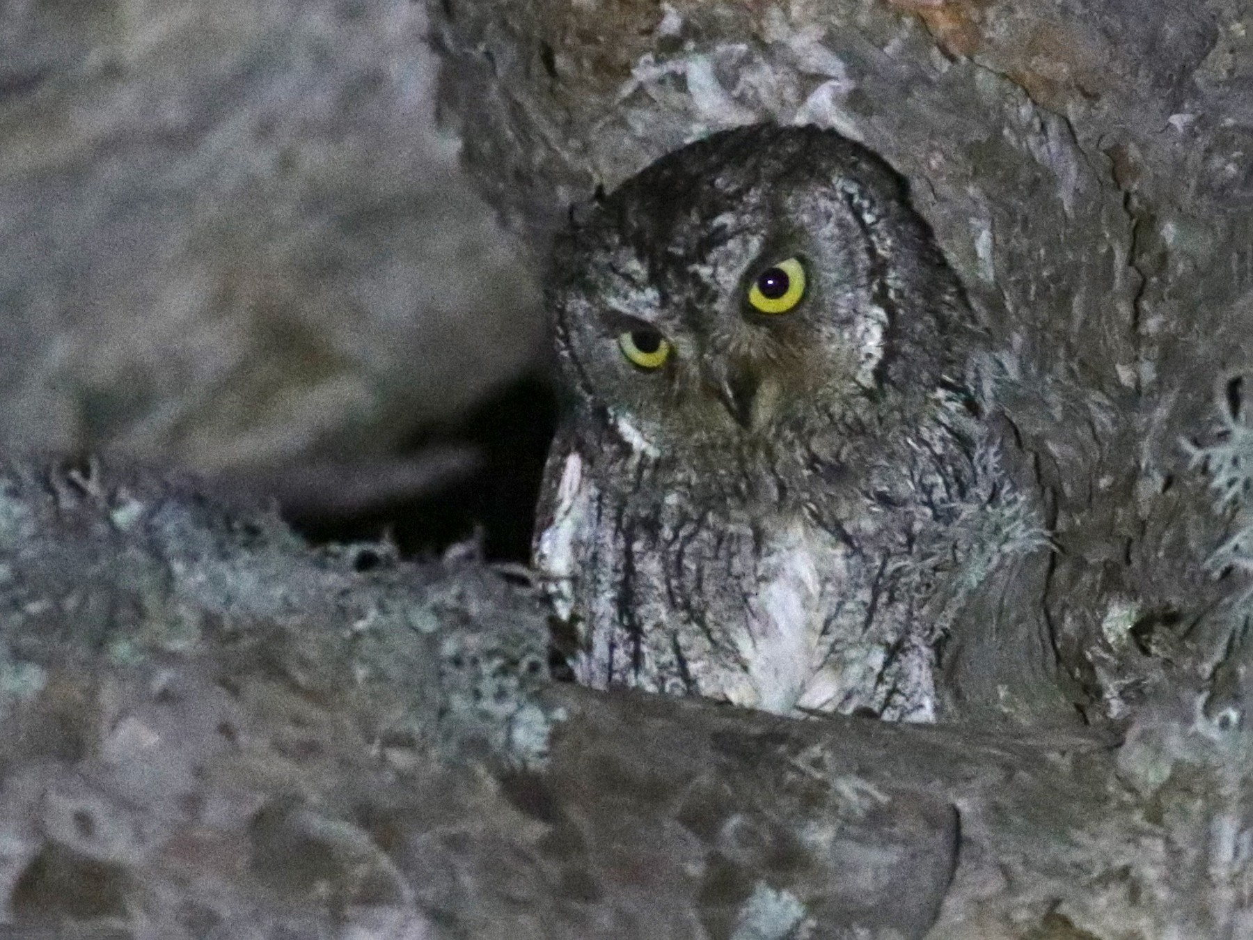 Cyprus Scops-Owl - Anton Liebermann
