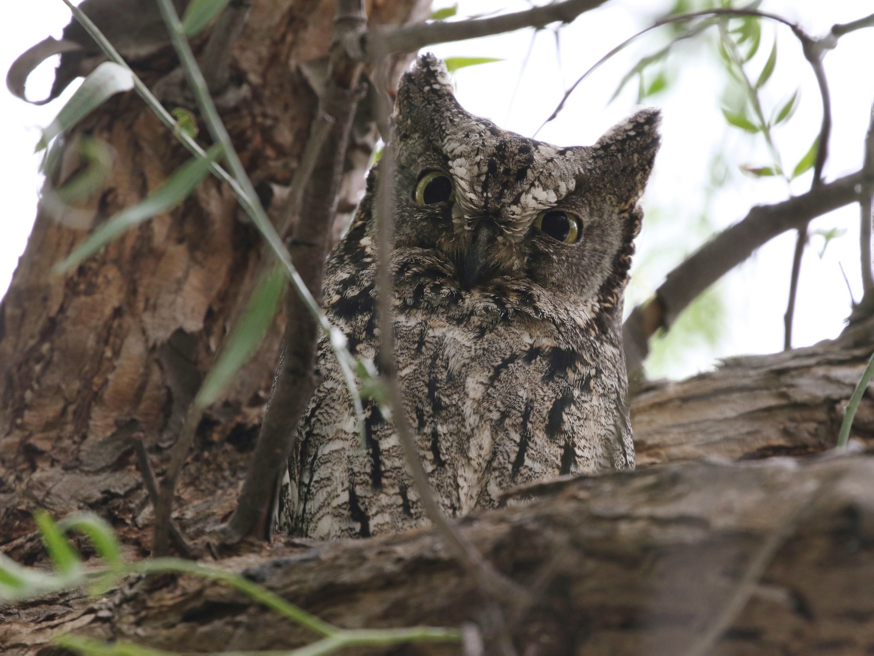 Cyprus Scops-Owl - John Martin
