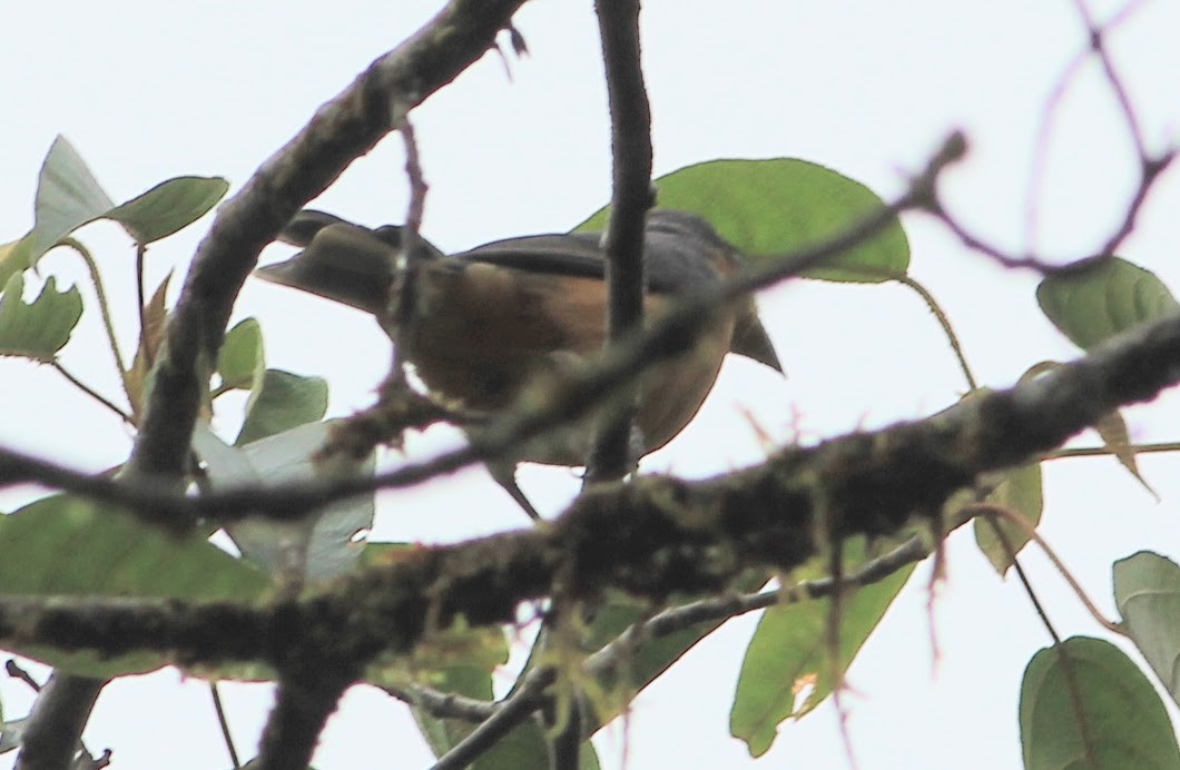 Rufous-crested Tanager - ML346262901