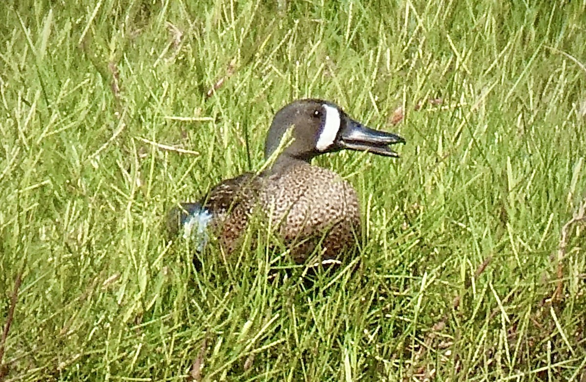 Blue-winged Teal - ML346270951