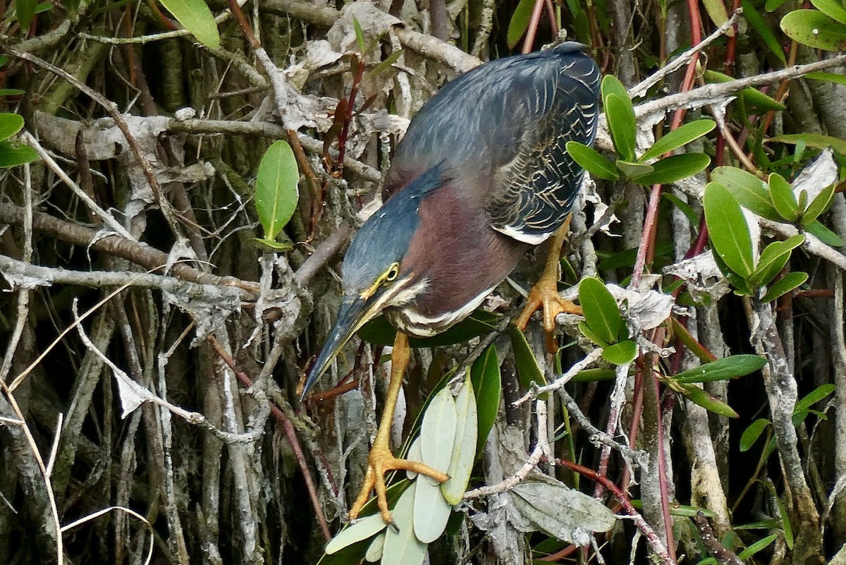 Green Heron - Florida Birder