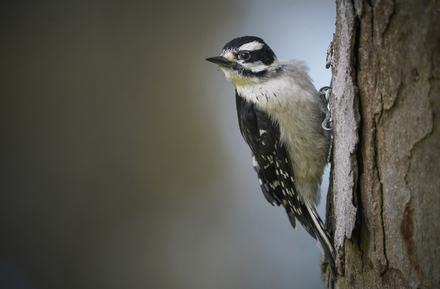 Downy Woodpecker