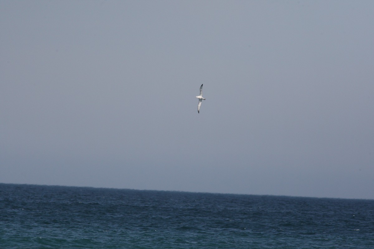 White-capped Albatross - ML34627291