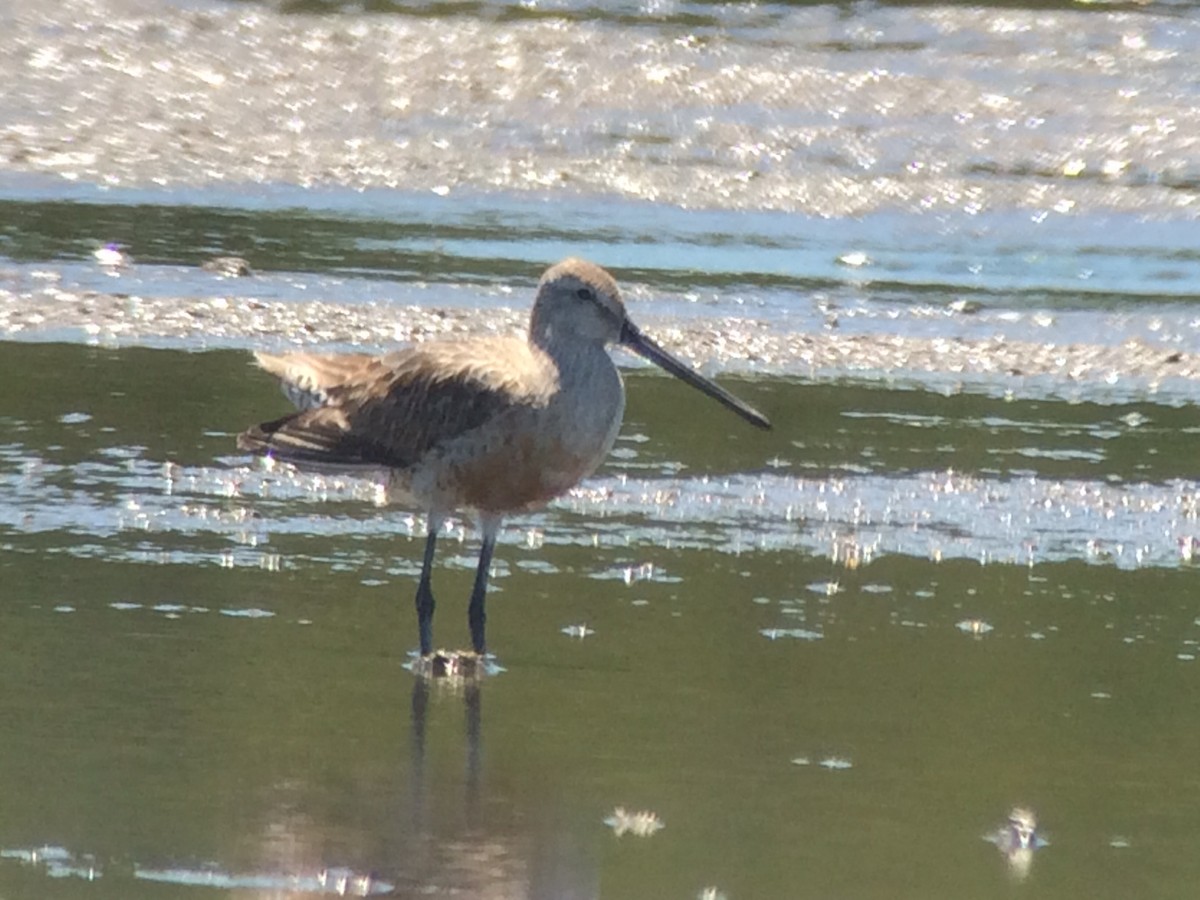 Asian Dowitcher - ML34627601