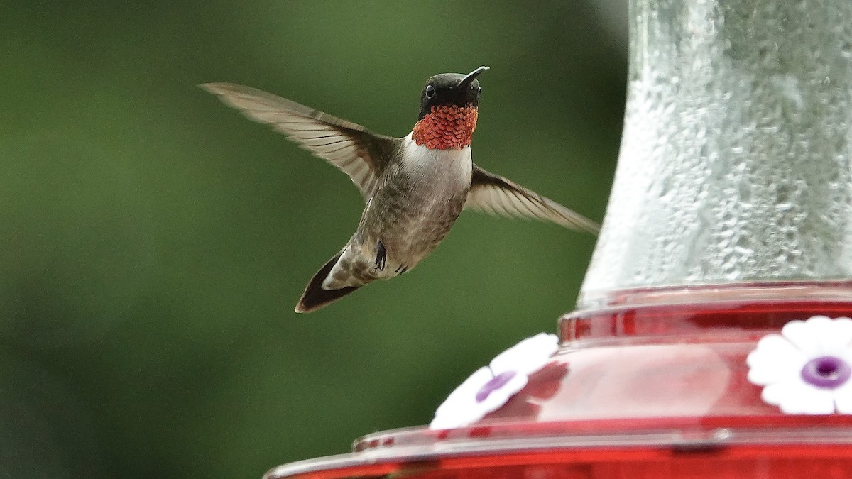 Ruby-throated Hummingbird - Dianne Zuppe