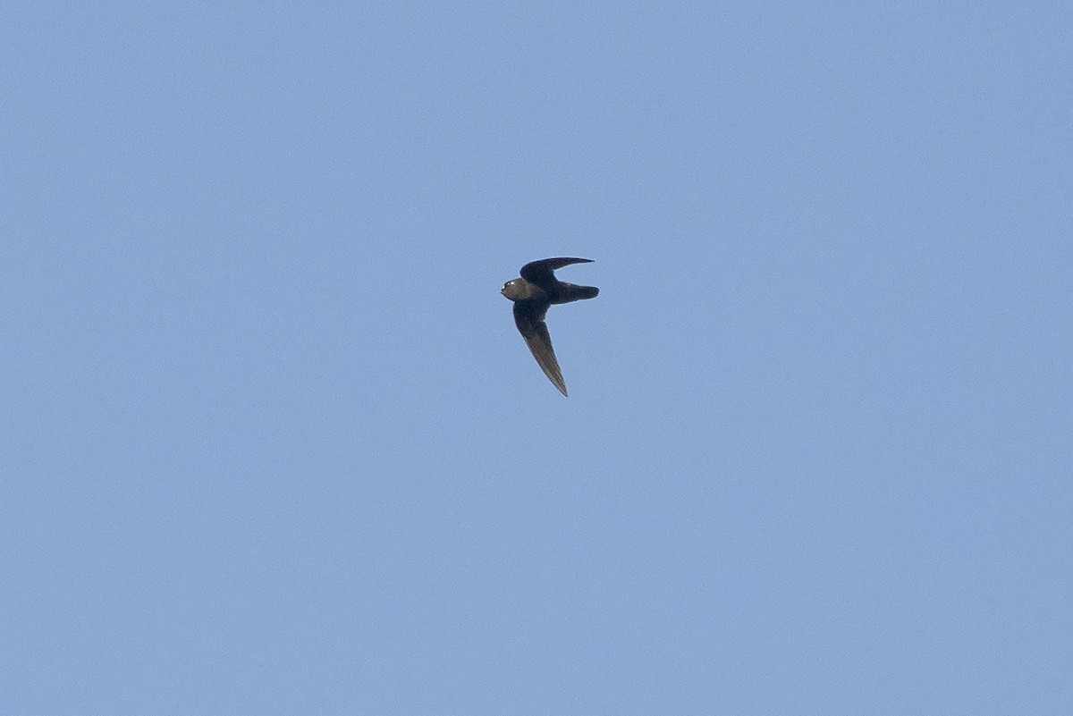 Spot-fronted Swift - ML346278181
