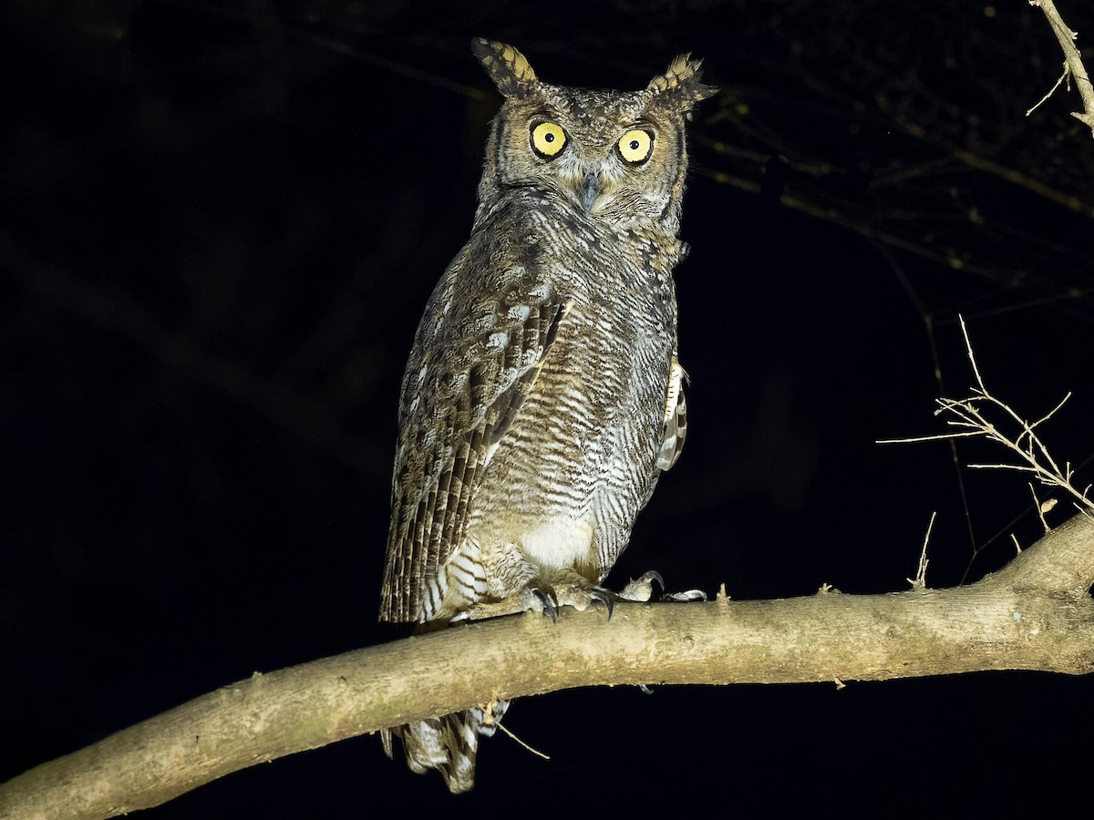 Arabian Eagle-Owl - Bubo milesi - Birds of the World