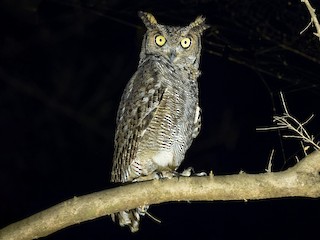  - Arabian Eagle-Owl