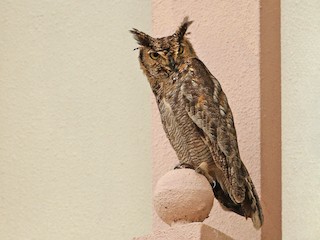  - Arabian Eagle-Owl