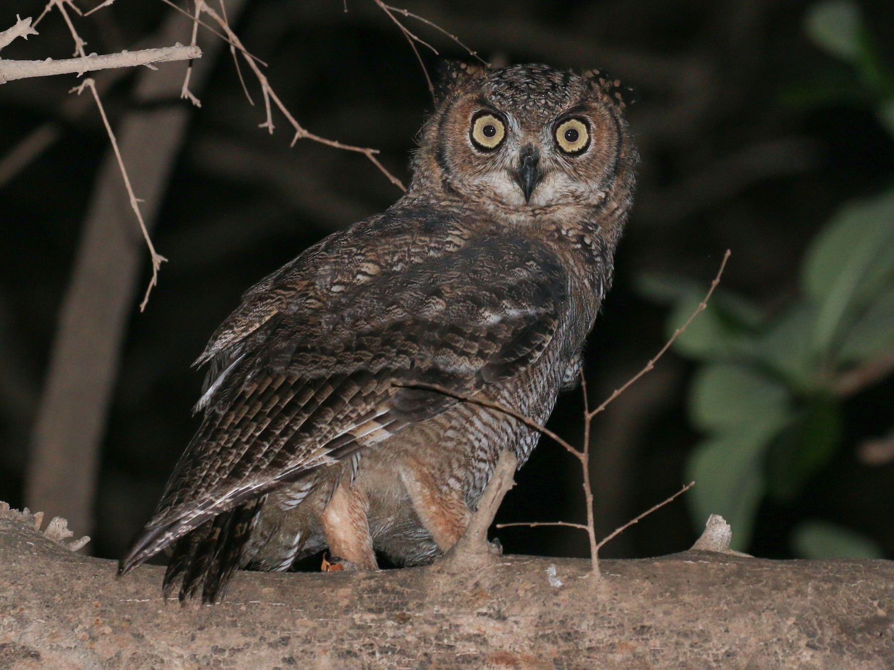 Arabian Eagle-Owl - Tommy Pedersen