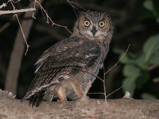  - Arabian Eagle-Owl